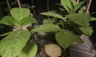 绣球花叶子黄了怎么办 绣球花叶子黄了是怎么回事