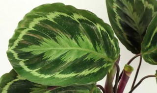 竹芋叶子下垂怎么办（美丽竹芋叶子都垂下来了怎么补救）