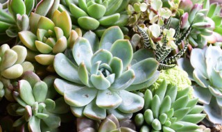 多肉叶子发白怎么回事 多肉叶子发白怎么办