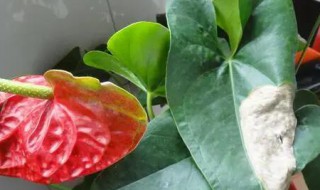 粉掌叶子枯萎怎么办（粉掌叶子蔫了）