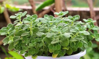 碰碰香夏天叶子发黄怎么办 碰碰香叶子黄了是怎么回事