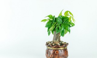 绿植掉叶子怎么办(植物叶子全掉了怎么处理)