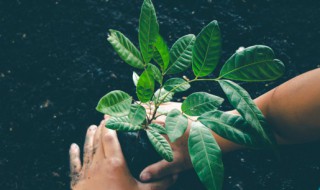 仙客来叶子搭拉下来怎么回事（仙客来叶子耷拉下来了）