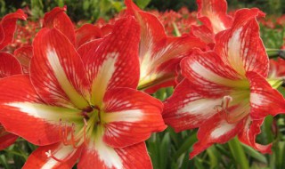 对红花叶子变黄怎么办（对红花叶子发黄怎么办）