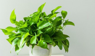 绿萝土壤发霉了怎么办（绿萝的土壤发霉了）