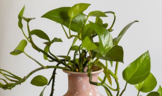 绿萝的叶子黄了怎么办 绿萝叶子发黄怎么办