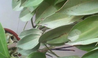 一帆风顺叶子发黑怎么回事(一帆风顺 叶子发黑)