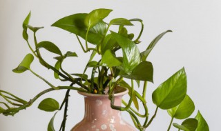 绿萝叶子干枯怎么回事（绿萝枯叶是怎么回事）