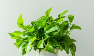 绿萝叶子发黑怎么补救（绿萝叶发黑怎么治）