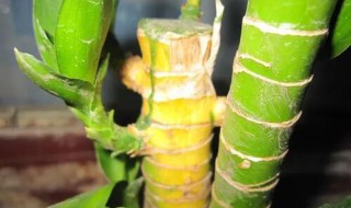 富贵竹叶子黄怎么办(富贵竹叶子黄怎么解决)