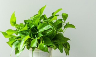 绿萝叶子蔫了怎么拯救（绿萝叶子蔫了怎么补救）