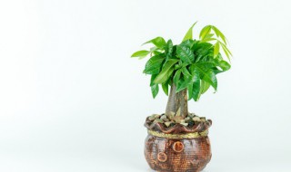 发财树掉叶子怎么办(发财树掉叶子怎么办?)
