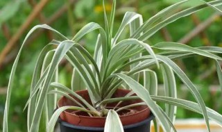 吊兰叶子发软怎么补救(吊兰叶子很嫩很软如何补救)