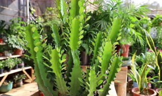 龙骨花掉叶子怎么回事 龙骨花小叶子掉了还会长吗