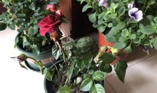 木槿花叶子蔫了怎么办（木槿花叶子突然变蔫应该怎么处理）