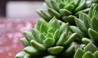 多肉植物怎么分株 多肉如何分株