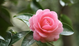 花的叶子有蜜虫怎么办（花叶子上有蜜虫怎么办）