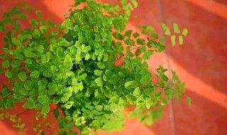 铁线蕨叶子枯萎怎么办 铁线蕨叶子发黄枯萎