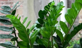 金钱树叶子发黄怎么剪(金钱树叶发黄是否全剪掉)
