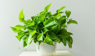 怎么让绿萝叶子变绿（如何让绿萝叶子变绿）