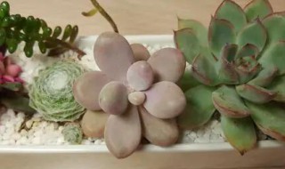 桃蛋掉叶子怎么回事 桃蛋叶子掉了会重新长吗