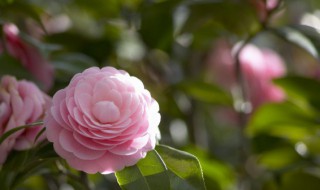 花的叶子变黄怎么救活 花的叶子变焦黄怎么救活