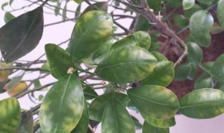 金桔树掉叶子怎么办（金桔树干枯掉叶子怎么办）