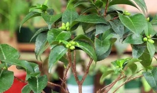 茶花掉叶子怎么办 新买的茶花掉叶子怎么办