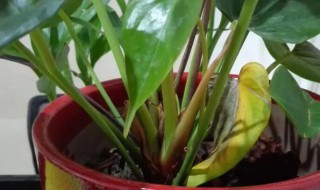 红掌的叶子下垂怎么办(红掌叶子下垂怎么回事)