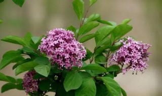 丁香花叶子发黄怎么办 丁香花叶子发黄干枯掉叶子怎么办