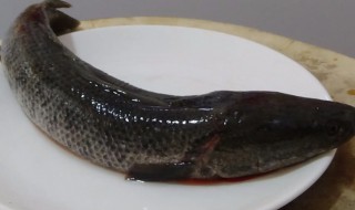 黑鱼太滑怎么清洗 黑鱼太滑怎么办收拾