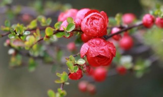 盆栽海棠花怎么养 盆栽海棠花怎么养殖,掌握这几招,轻松养好海棠花