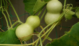 葫芦表面怎样处理 葫芦表面怎样处理光滑