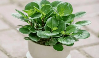 碧玉盆栽怎么养（碧玉盆栽好养活吗）