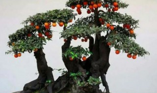 盆栽金弹子怎么养（怎样养植金弹子）