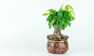 盆栽长蚜虫怎么办 植物长蚜虫了怎么办