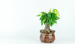 盆栽怎么施肥 柠檬盆栽怎么施肥