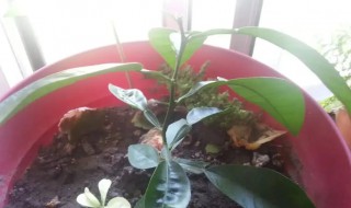 柠檬核怎么种盆栽（柠檬籽能种吗）