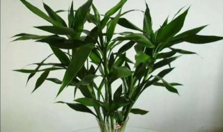 富贵竹盆栽怎么养 步步高富贵竹盆栽怎么养