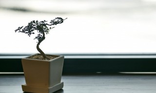 盆栽有白色虫怎么办（盆栽有白色虫卵怎么办）