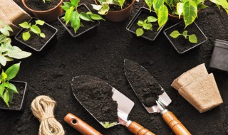 盆栽蔬菜的土壤怎么配 蔬菜种植土怎么配