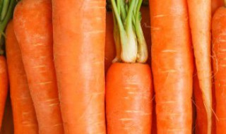 红萝卜怎么种盆栽 红萝卜盆栽的种植方法