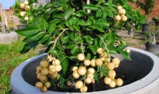 龙眼怎么种植盆栽 龙眼可以盆栽吗