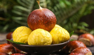 栗子发芽了怎么做盆栽 栗子生芽了怎么种