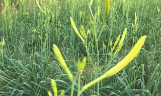 黄花菜怎么种（黄花菜怎么种植可以快速进入高产期）