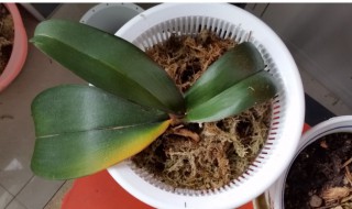 蝴蝶兰烂叶子怎么挽救 蝴蝶兰烂叶子怎么回事