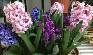 风信子叶子太长怎么办（风信子叶子长了怎么办）