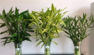 富贵竹叶子蔫了怎么办 富贵竹叶子蔫了怎么回事