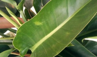 君子兰叶子发黄怎么回事 君子兰叶子发黄咋回事