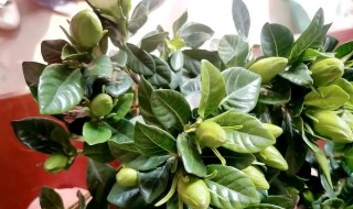 栀子花叶子黄了怎么办（栀子花叶子黄了怎么办的视频）